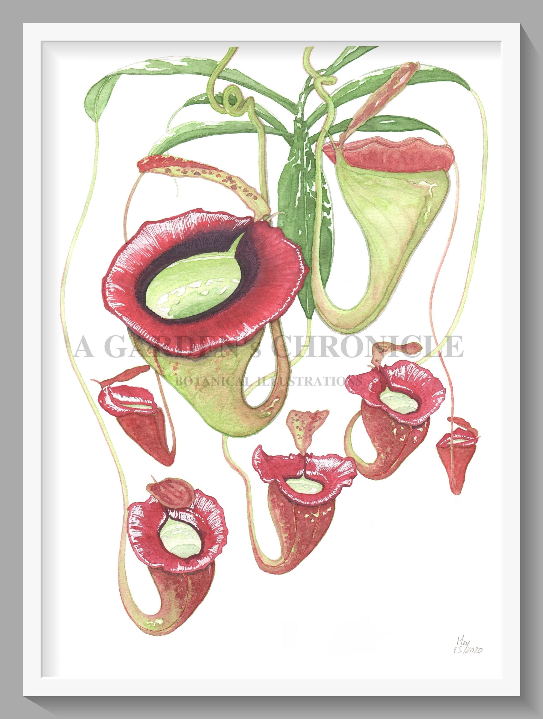 Nepenthes Jacquelineae Print - Etsy Canada