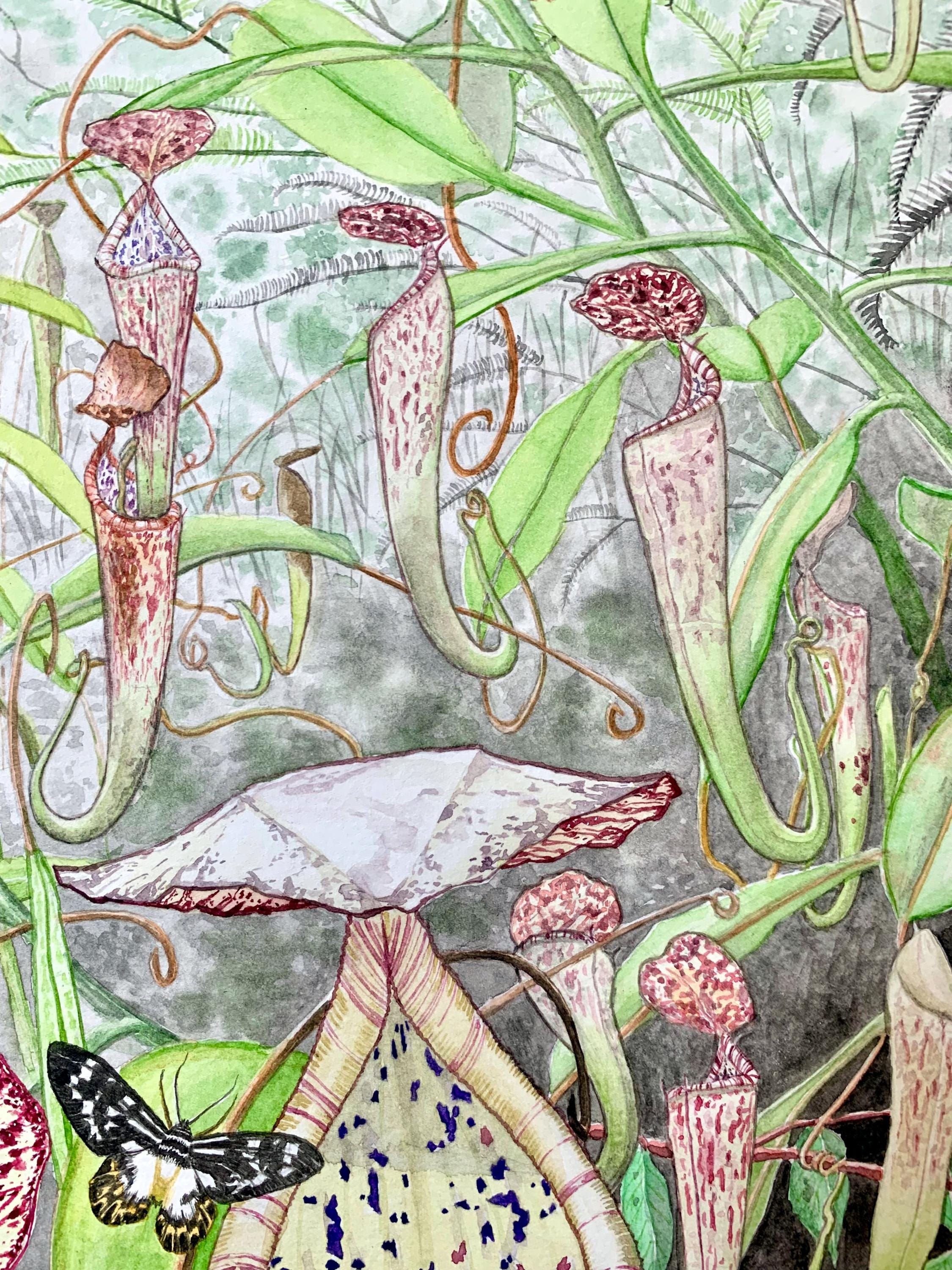 Nepenthes Stenophylla Print, Historical Nepenthes of Borneo Series