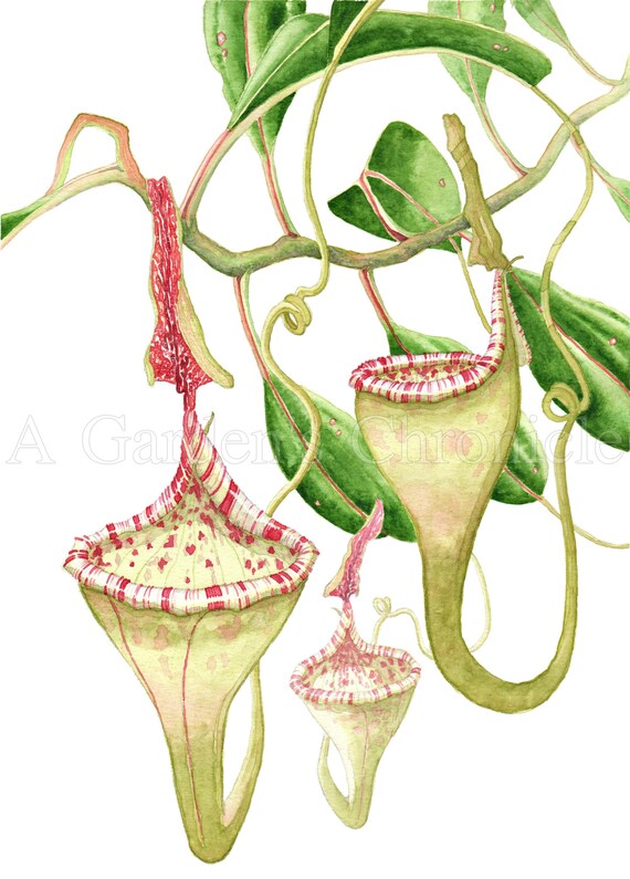 Nepenthes Epiphytica Print - Etsy