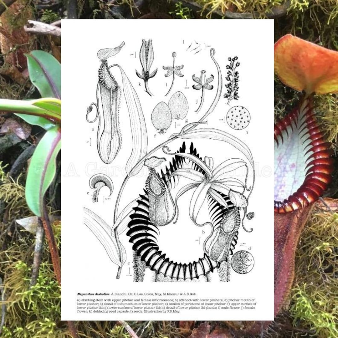 Nepenthes Diabolica, Hand Signed and Numbered, 2nd Edition. - Etsy