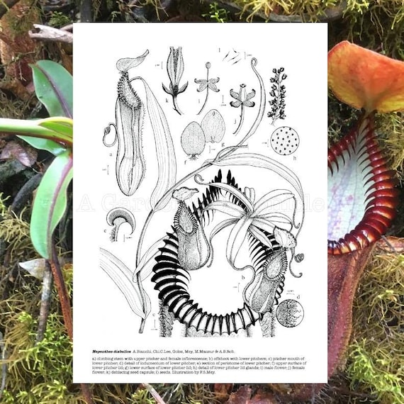Nepenthes Diabolica, Hand Signed and Numbered, 2nd Edition. - Etsy