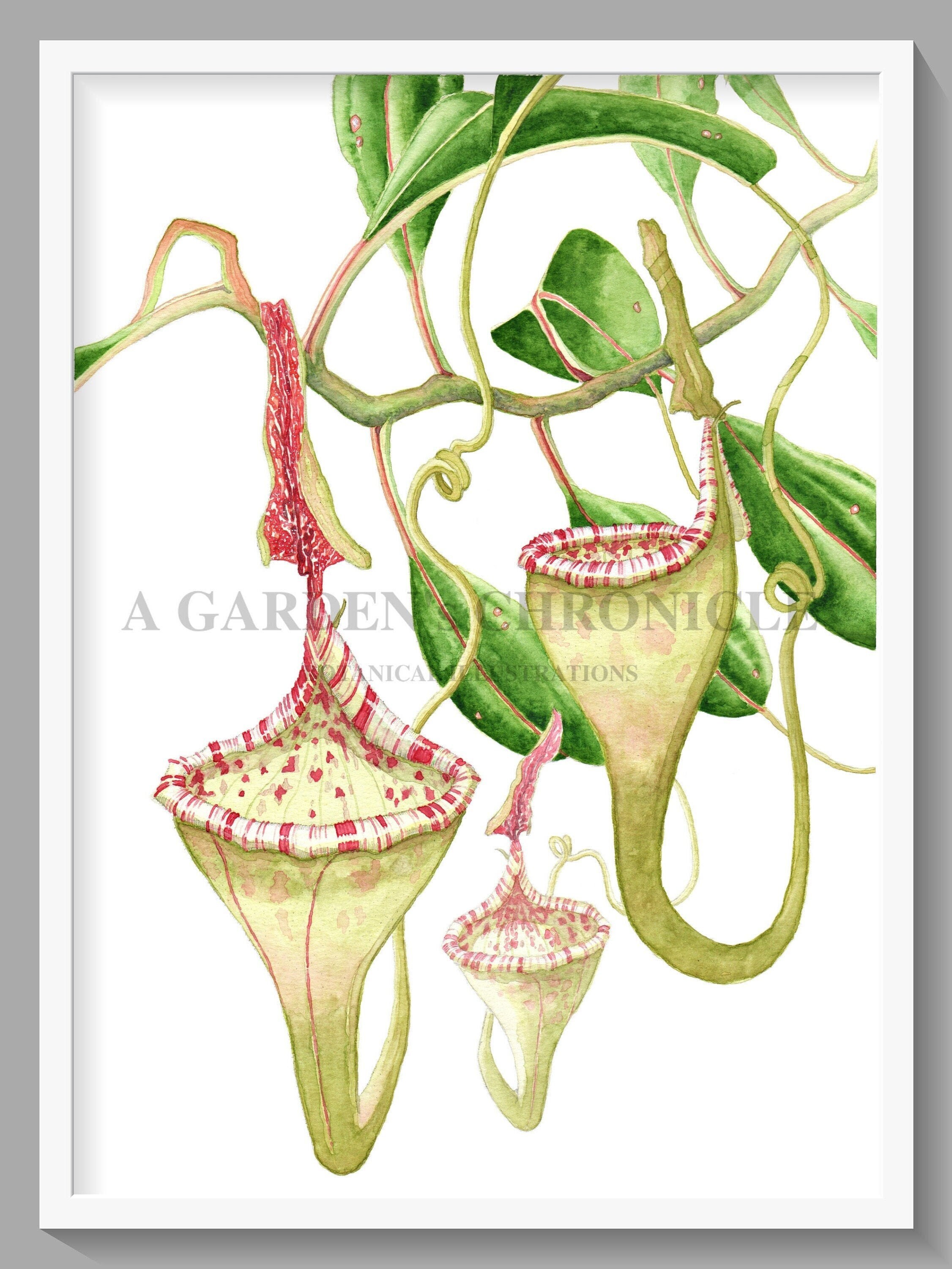 Omori， K.】Nepenthes epiphytica AW-N_epiphy.3 (East Borneo