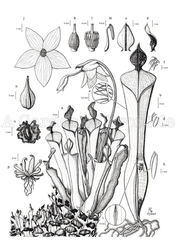 Buy Heliamphora Parva Scientific Illustration Print Online in