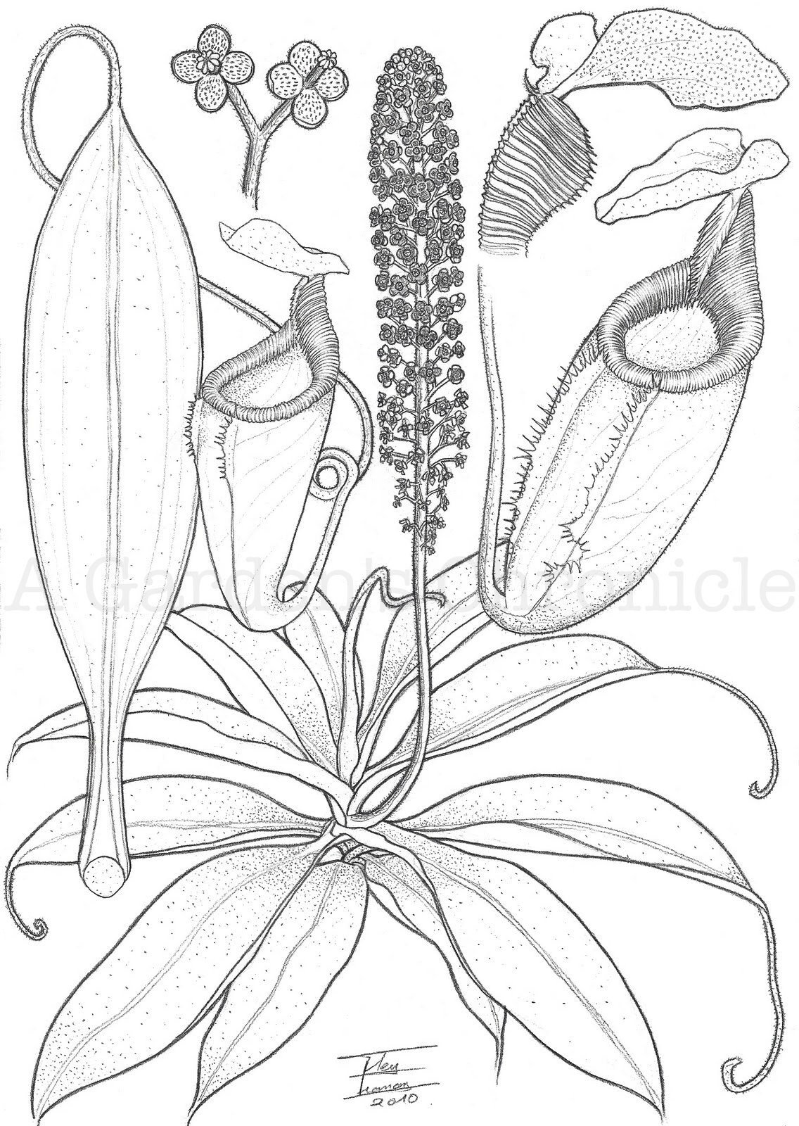NEPENTHES in print 複数号 15冊 セット売り アーカイブ ORIGINAL Nepenthes Gantungensis Pencil Drawing - Etsy
