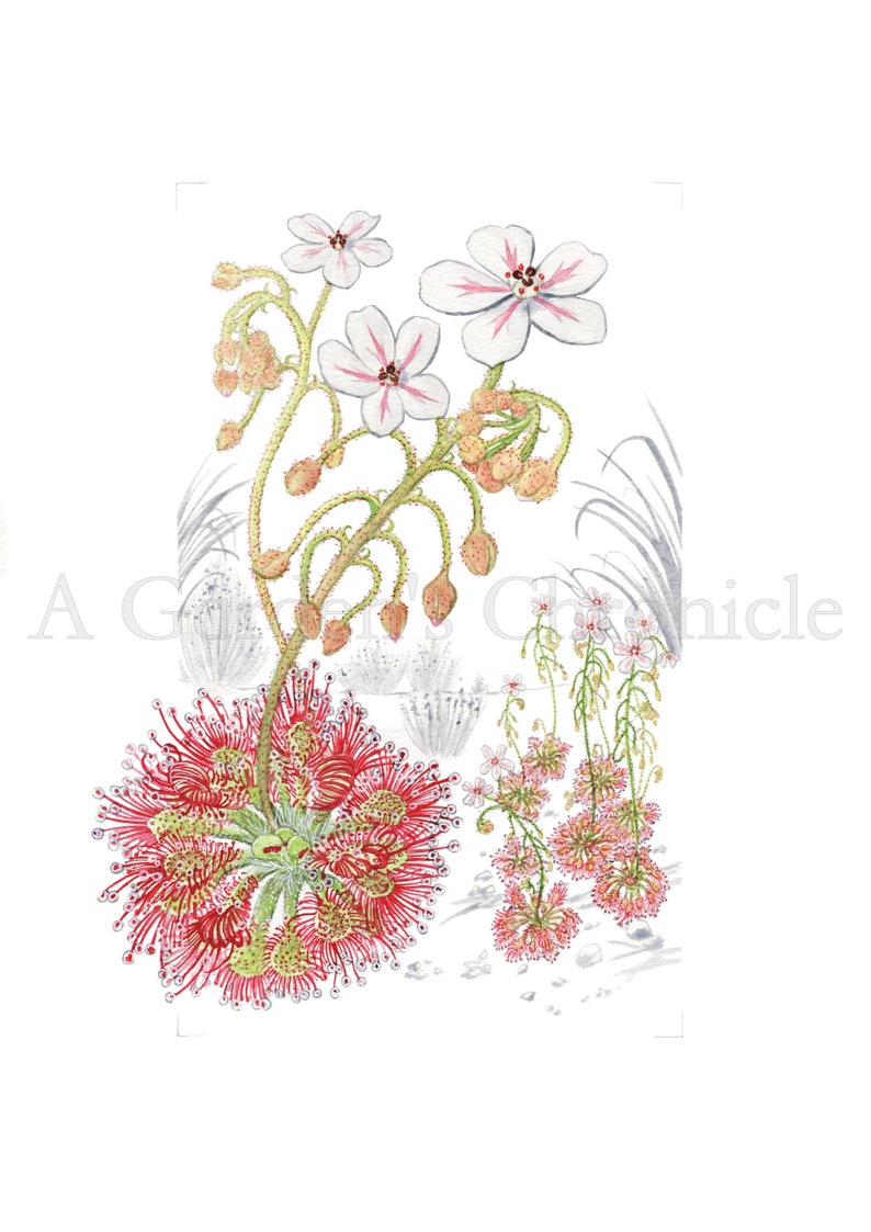 Drosera allantostigma color print image 1