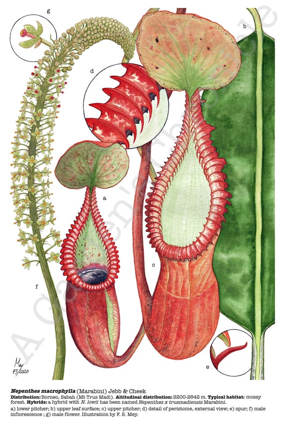 Nepenthes Macrophylla Limited Edition Print, Signed and Numbered