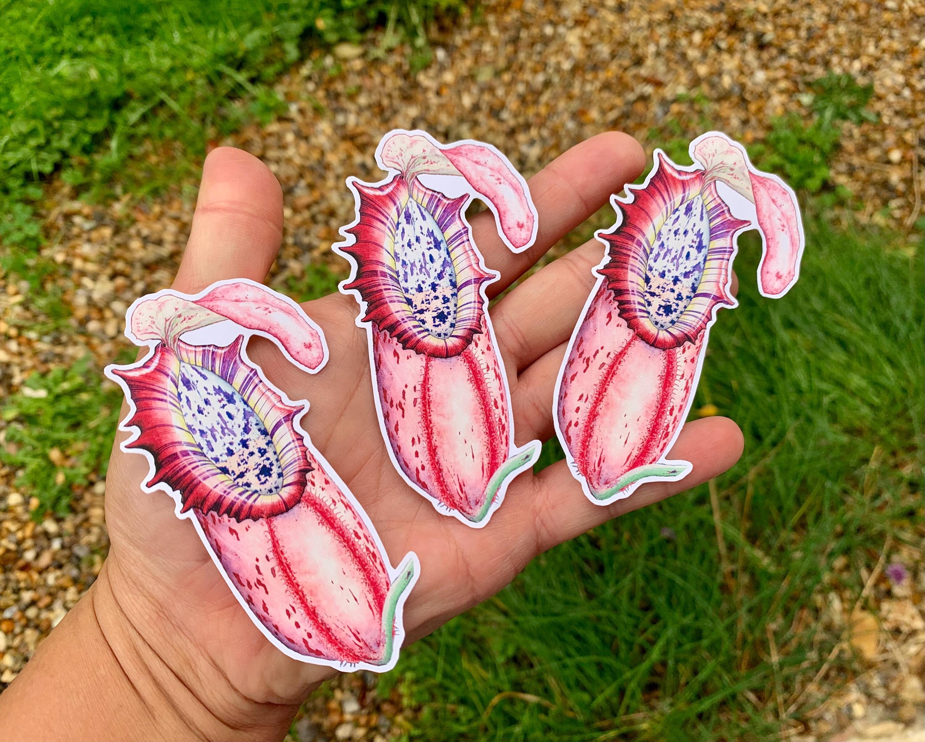 Nepenthes northiana sticker