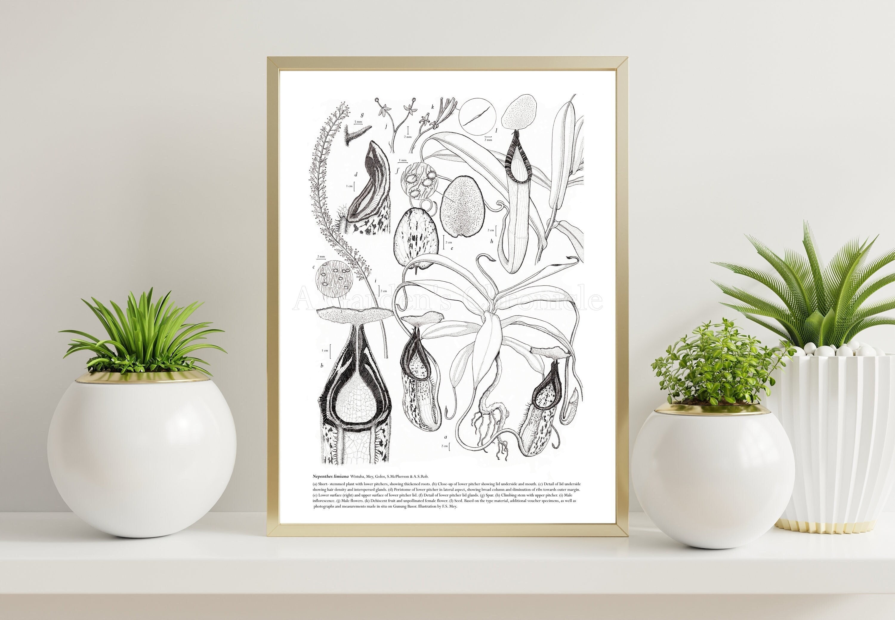 Nepenthes Limiana Limited Edition Print, Hand Signed and Numbered