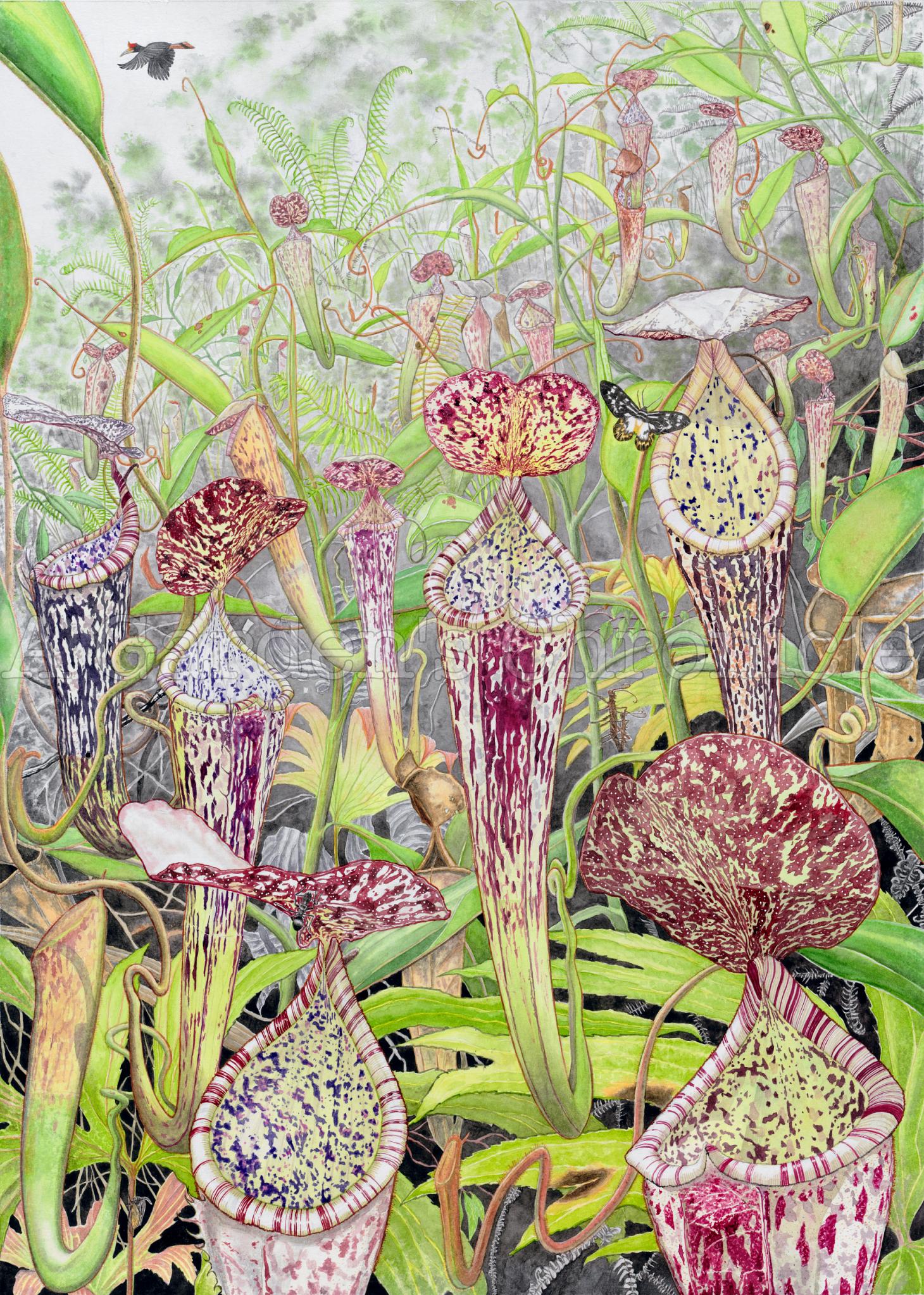 Nepenthes Stenophylla Print, Historical Nepenthes of Borneo Series