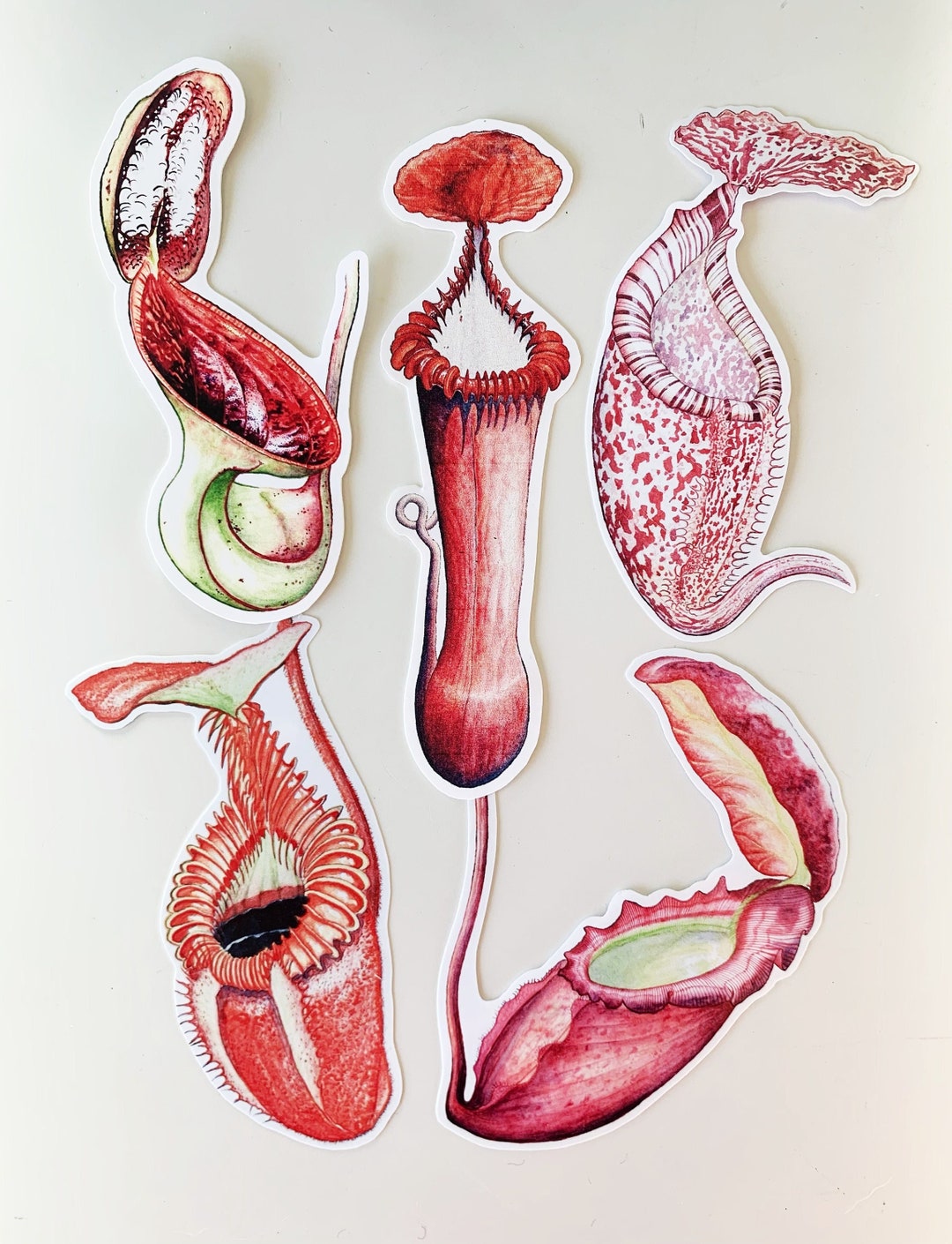 Sticker Kinabalu Nepenthes of Mount Kinabalu Sticker Set - Etsy