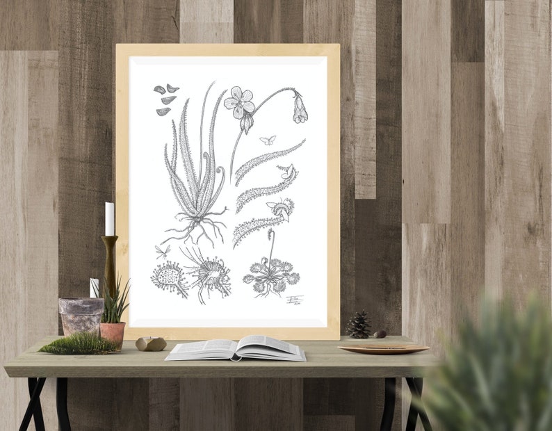 Drosera regia and Drosera rotundifolia print image 2