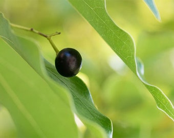 P R A N A --  a Medicine Tree  prophylactic nasal spray by Negar