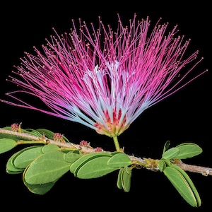 May include: A pink and white flower with long, thin petals blooms on a branch with green leaves. The flower is in full bloom and has a delicate, feathery appearance.