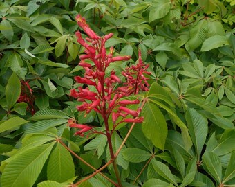 1 Red Buckeye Tree, Choose: 14+inch or Larger 20+, Fast Growing Flowering Shade for Garden Landscaping, Order Early & Plant Now - READ Ad