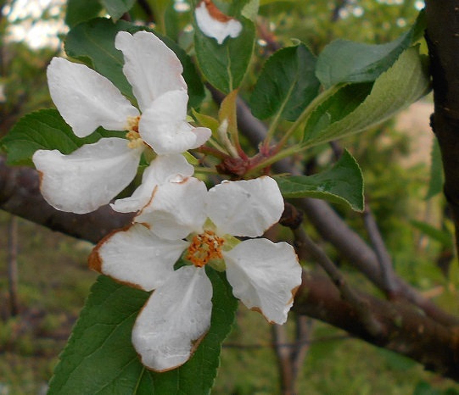 1 Red Delicious Apple Tree Malus 18inch Fast Growing Etsy