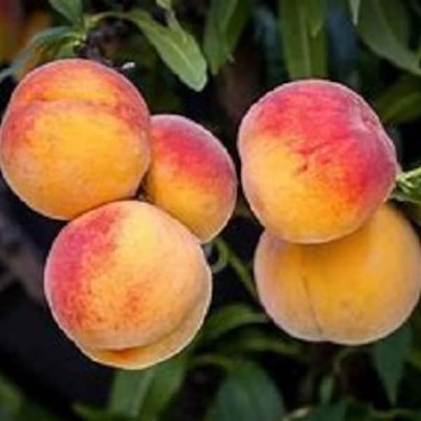 1 "Georgia Bell" Peach Tree, Nice 18+inch, Fast Growing Fruit for Garden Landscape or Orchard, Grow Your Own Food - See the VIDEO - READ Ad