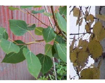 1 Quaking Aspen Tree, 14+inch, Fast Growing Shade in Garden Landscaping; Limited Supply; Order & Plant Early; See the Video - READ Ad