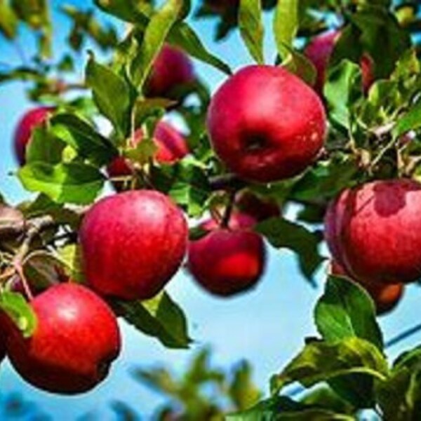 Red Delicious Apple Tree, Nice 18+inch, Fast Growing Fruit for Home Garden Landscaping, Order Early - Plant Now - See the VIDEO - READ Ad