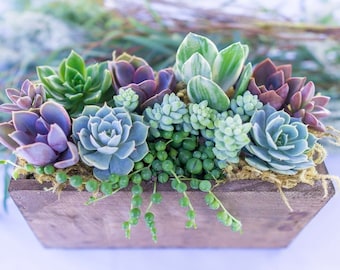 Wind and Sea - Live Succulent Arrangement - Gift for Her, Gift for Mom, Sympathy Gift, Birthday Gift, Mother’s Day Gift, Thank You Gift