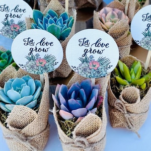 Let Love Grow - Wedding, Bridal Shower , Engagement Party Live Succulent Favors for Guests
