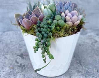 Surfside Serenade - 4” Potted  Live Succulent Arrangement - Ships Free!