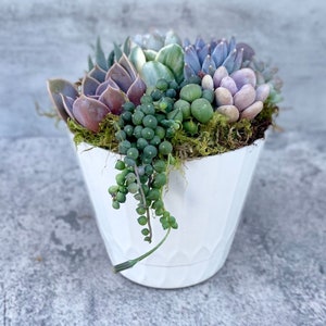 Surfside Serenade - 4” Potted  Live Succulent Arrangement - Ships Free!