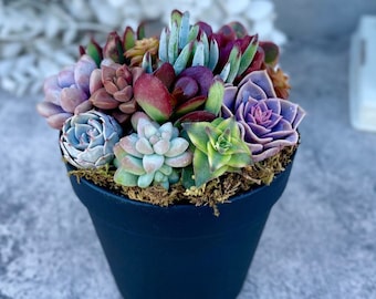 Rainbow Road - Potted Succulent Garden