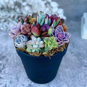 Rainbow Road - Potted Succulent Garden