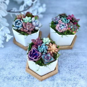 mini colorful succulents in a hexagon ceramic pot with wooden plinth