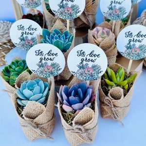 Let Love Grow - Wedding, Bridal Shower , Engagement Party Live Succulent Favors for Guests