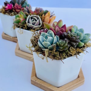 Honey Bubbles - Live Mini Succulent Garden - Succulent Gift