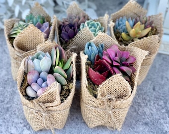 Fairy Favors - Succulent Mini Garden Favors in Burlap - Succulent Favors for Baby Showers, Weddings, Birthday