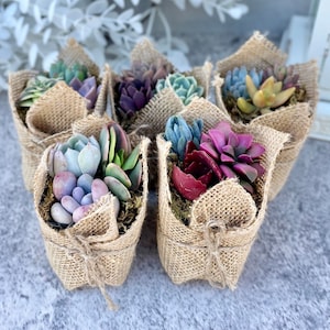 Fairy Favors - Succulent Mini Garden Favors in Burlap - Succulent Favors for Baby Showers, Weddings, Birthday