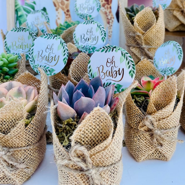 Oh Baby! -  Live Succulent Baby Shower Favors