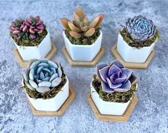 Goody Gumdrops - Succulent Gift in Mini Hexagon Pots - Shower Favors, Corporate Gifts