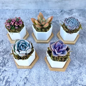 May include: Five small hexagonal white ceramic pots with wooden bases, each containing a different succulent plant. The succulents are in shades of pink, green, purple, and orange.