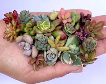 Mini Medley Succulent Clippings