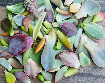 50 Succulent Leaves for Propagating Succulents