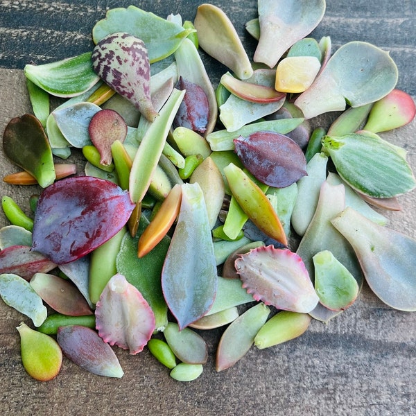 50 Succulent Leaves for Propagating Succulents