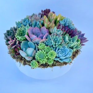 California Dreamin - Potted Succulent Garden - Ships Free!