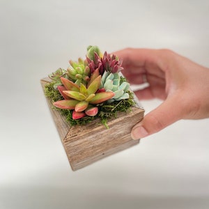 May include: A small wooden box planter with a variety of succulents in shades of green, red, and pink. The planter is made of rustic wood and has a natural finish.