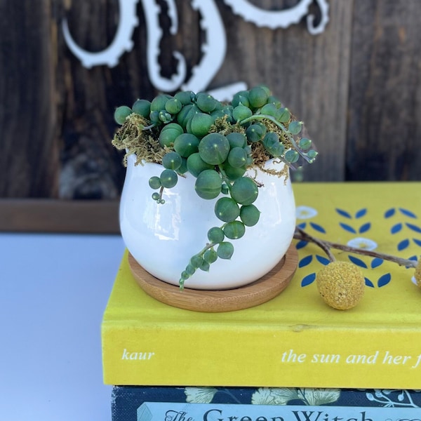 Sweet Pea - String of Pearls Potted Live Succulent