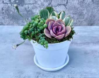 Puede incluir: Una maceta de cerámica blanca con una disposición de plantas suculentas. La disposición presenta una suculenta rosa y verde en el centro, rodeada de suculentas verdes más pequeñas y una planta de cadena de perlas.