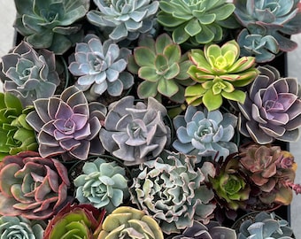 Rosette Succulents - 4 inch Medium Assorted Rosette Cuttings for Events, Tablescapes and Crafts