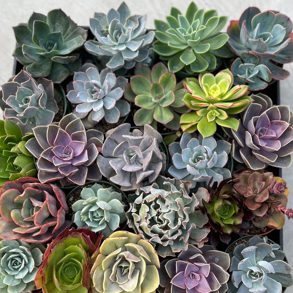 Rosette Succulents - 4 inch Medium Assorted Rosette Cuttings for Events, Tablescapes and Crafts