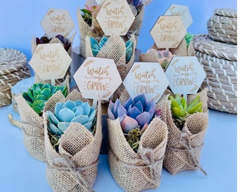 Watch Me Grow Baby Shower Favors - Live Succulent Favors for Baby Showers