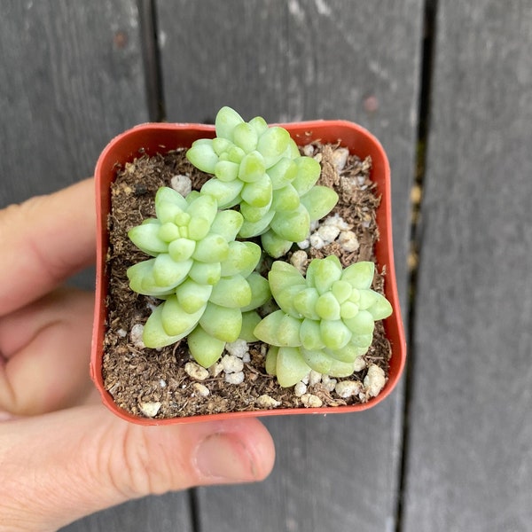 Sedum Burrito - Donkey Tail Succulent 2 inch