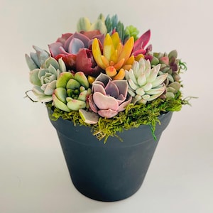 Rainbow Road - Potted Succulent Garden Gift
