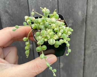 Variegated String of Pearls Plant - 2 inch Potted Variegated Pearls Succulent