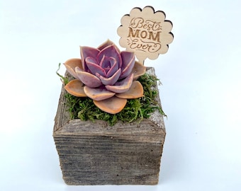 Sugar Mama - Mother’s Day Gift for Mom - Live Succulent in Reclaimed Wooden Garden - Mother’s Day Flower Bouquet Gift Box